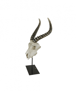 Antelope skull Authentic Models