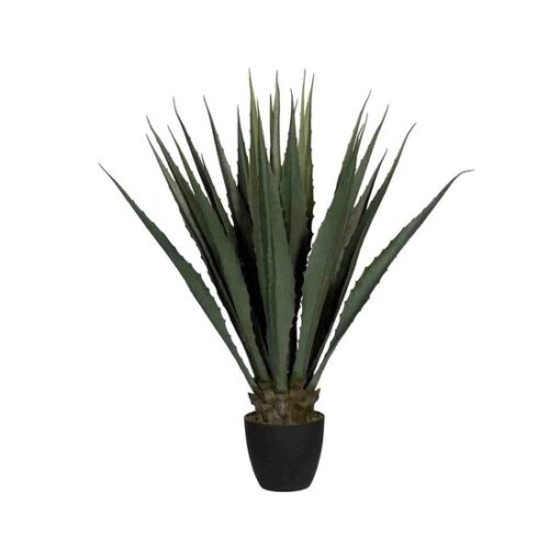 Agave Large Green