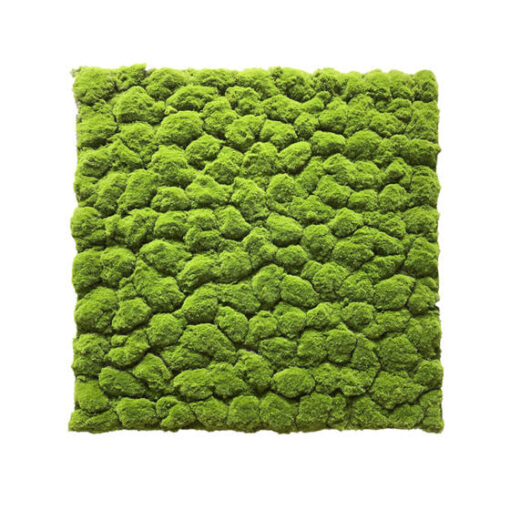 Bryum-Moss-Wall-Green