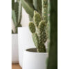 Cactus Opuntia Medium Green