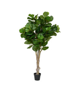Ficus Lyrata Extra large Green