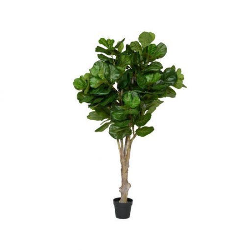 Ficus Lyrata Extra large Green