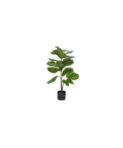 Ficus Lyrata Extra small Green