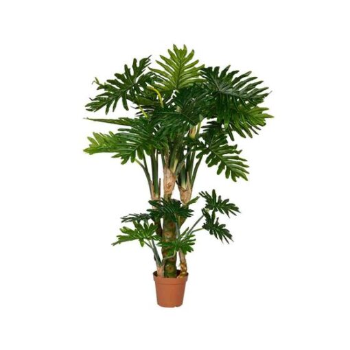 Philodendron Large Green
