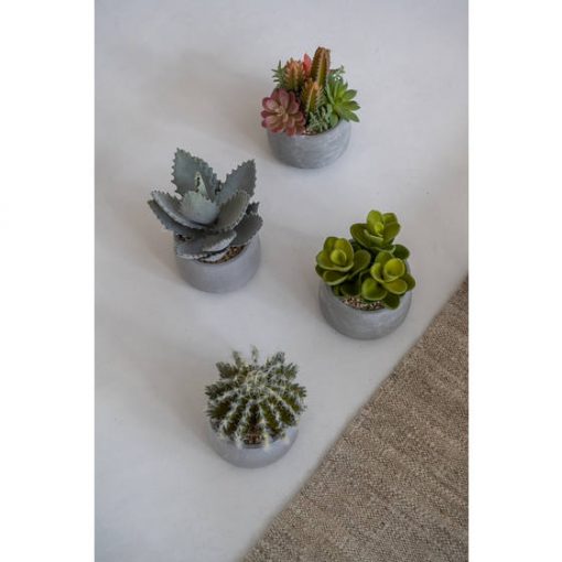 Succulent in cement Pot Small Green